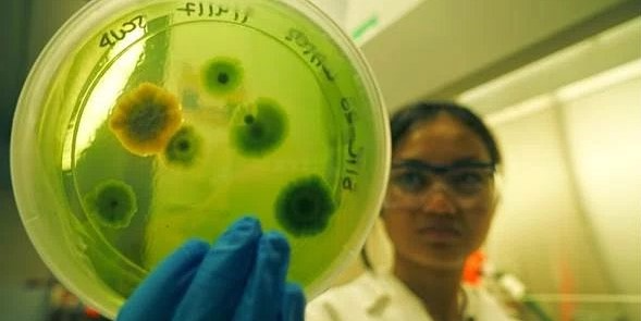 Student examining dish with microorganisms 